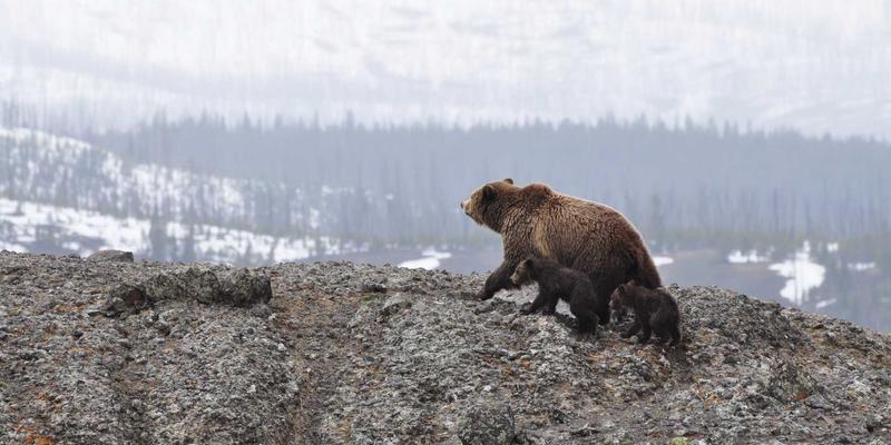 驱动业务增长的团队领导力：将企业战略转化为卓越执行的三大核心方法
